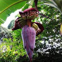 Fresh Banana Flower