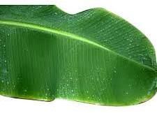 Fresh Banana Leaves