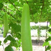 Fresh Bottle Gourd