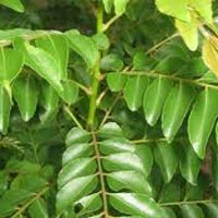 Fresh Curry Leaves