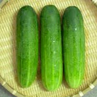 Fresh Green Cucumber