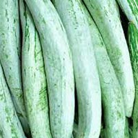 Fresh Snake Gourd