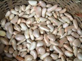 Jackfruit Seeds