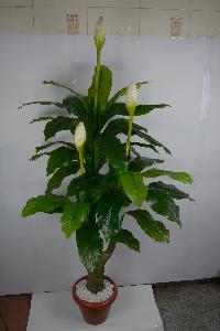 Artificial Decorative Plant