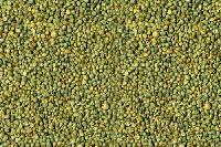 green millet grain