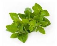 Oregano Leaves