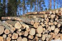 Timber Logs