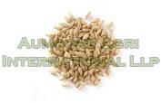 Barley Seeds