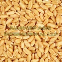 Wheat Seeds