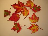 leaf hand painting