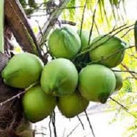 Green Tender Coconut