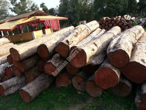 Teak Wood Logs