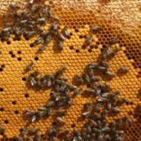 Bee Propolis Collector