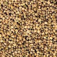 Guar Gum Seeds