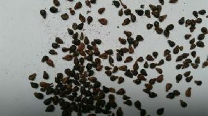 Dried Grape Seeds