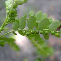 Chanca piedra (Phyllanthus Niruri)