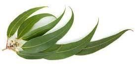 Eucalyptus Oil