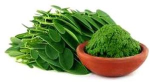 Moringa Olifera Powder