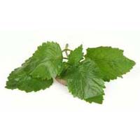 Patchouli Leaves