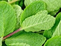 Peppermint Leaves