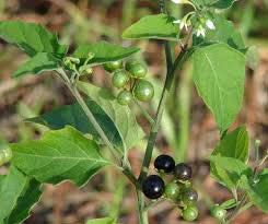 Solanum nigrum