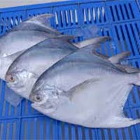 Pomfret Fish