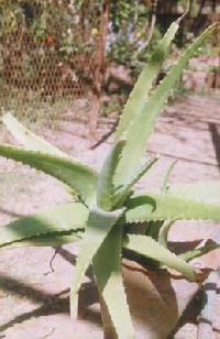 Aloe Barbadensis
