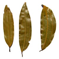 Dried Bay Leaves