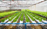 hydroponic farming systems