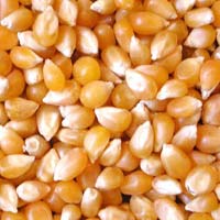 Yellow Maize Seeds