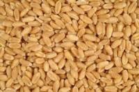 Wheat Seeds