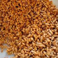 Organic Sprouted Soft Red Winter Wheat
