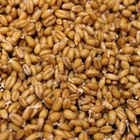 Organic Sprouted Spelt Wheat