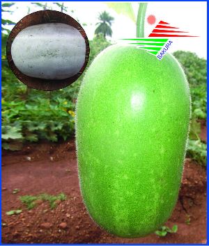 Ash Gourd