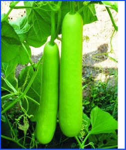 Bottle Gourd