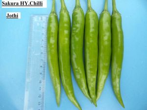 Chilli Seeds