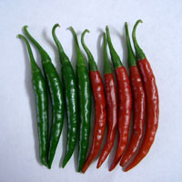 F1 Agni 7282 Chilli