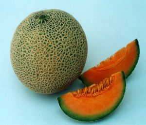 F1 Madhuri 901 Muskmelon