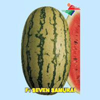 F1 Seven Samurai Watermelon