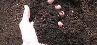 Garden Manure