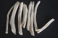 Asparagus Racemosus