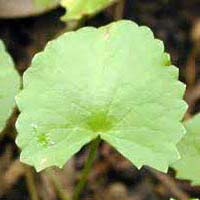 Centella Asiatica