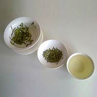 Green Tea Extract