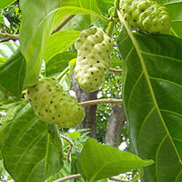 Morinda Citrifolia