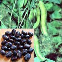 Mucuna Pruriens