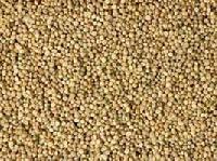 Guar Gum Seeds