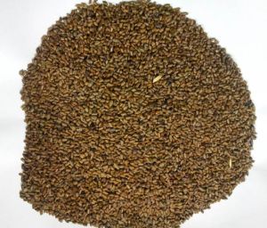 Cassia Tora Seeds