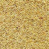 Sorghum Jowar