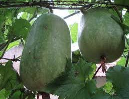 Ash Gourd