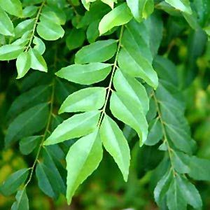 Curry Leaf